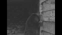 US Generals visit black bear in the zoo in Korea News Clip