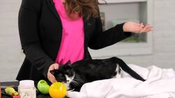 How Cats Show Their Love Instructional Video