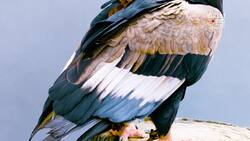 The Plight of the Bateleur Eagle, A Struggle for Survival Instructional Video