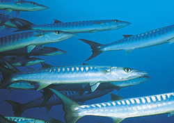 Barracuda Instructional Video