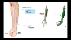 Branches of the Ulnar & Median Nerves [in Forearm] Instructional Video