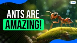 DID YOU KNOW - Ants can carry over 50 times of their body weight Instructional Video