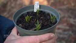 Digging these above-average temperatures? It isn’t great news for flowers News Clip