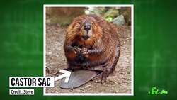 What Do 'Natural' and 'Artificial' Flavors Really Mean? Instructional Video