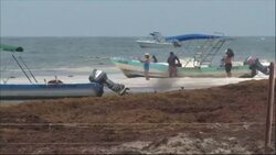 CLEAN : STOCKSHOTS of sargassum on Caribbean and Miami beaches News Clip