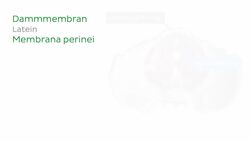 Weibliches Perineum Instructional Video