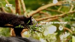 Binturong: The bearcat that smells like popcorn | Amazing Animals Instructional Video