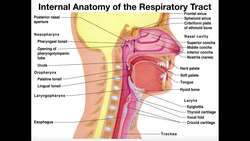 Major Anatomy of the Respiratory Tract Instructional Video