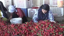 Isot pepper preparation in southeastern Turkey Stock Footage