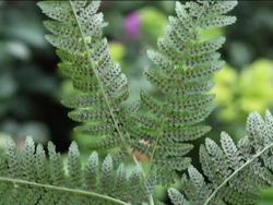 Plant Life Cycles: Introduction Instructional Video