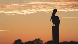 Migración Instructional Video