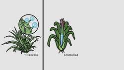 The Plant You Don’t Have To Water Instructional Video