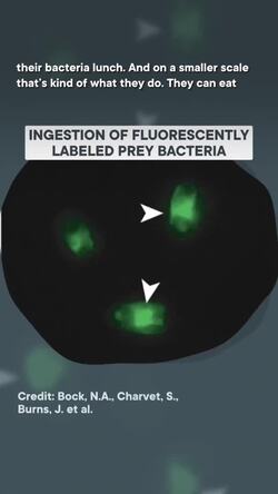 Some algae eat their food alive. #shorts #science #SciShow Instructional Video