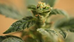 medical cannabis Stock Footage