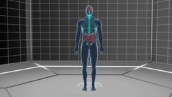 How gut bacteria could affect the brain Instructional Video