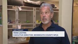 Asbury Park passes ordinance to ban ‘backyard’ dog and cat breeding News Clip