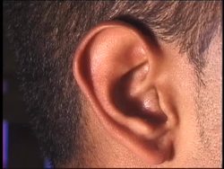 Nervous and Endocrine Systems: the Senses Instructional Video