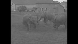 Trainers and elephant stunts; they walk, dance, crawl News Clip