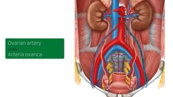 Ureters in situ Instructional Video