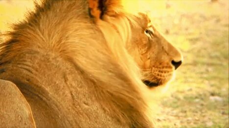 The Apex Predator of the Serengeti