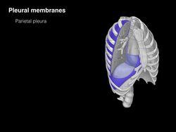 Pleural membranes Instructional Video