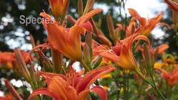 Biotic Components Instructional Video