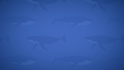 I WONDER - How Big Are Whales? Instructional Video