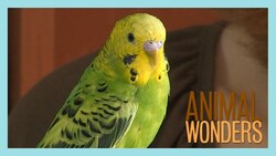 Budgies! What, Where, How Instructional Video
