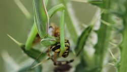 Mantis religiosa eating a wasp spider (Argiope bruennichi) Stock Footage