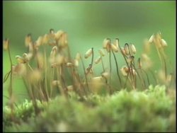 Plant Reproduction: Summing Up Instructional Video