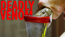 Deadliest Job In The World - Snake Milker Top 10! Instructional Video