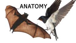 Evidence of Evolution Instructional Video