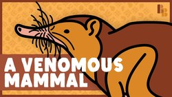 How The Solenodon Became Venomous Instructional Video