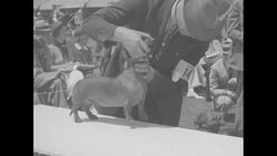 Former New York mayor Jimmy Walker and wife Betty Compton attend the Morris and Essex Dog Show; English Setter is Best in show News Clip