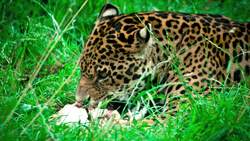 Discovering Forest Ecosystems: Diversity and Importance Instructional Video