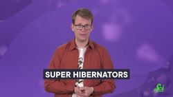 Bears Have Babies While They’re Hibernating Instructional Video