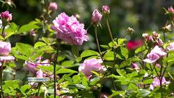 Hats Off to Roses returns to Stratford with garden fundraiser Instructional Video