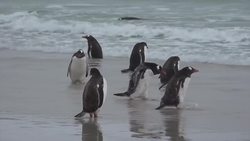 Penguins! Learn about Penguins! Instructional Video