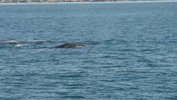 Exploring the eastern Pacific Ocean in search of common, bottlenose and Pacific white-sided dolphins along the gray whale migratory route between Alaska and Baja, Mexico. Instructional Video