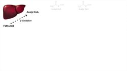 Ketone Body Synthesis | Ketogenesis | Formation Pathway and Regulation Instructional Video