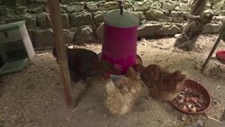 CLEAN : Owner of reviled rooster cock a hoop after winning court case News Clip