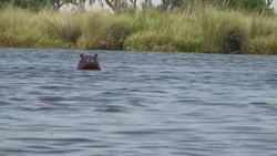 Introduction to the Hippopotamus in Spanish Instructional Video