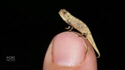 Scientists discover 'nano-chameleon' News Clip