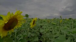 The movement of the camera through the sunflowers SM Stock Footage