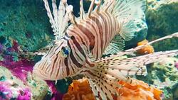 Lionfish in underwater world of deep sea animal with coral stone Stock Footage