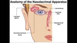 Anatomy & Functions of the Nasolacrimal Apparatus Instructional Video