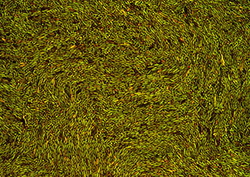 Prokaryote Instructional Video