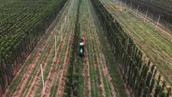 hops field - from hops to beer Stock Footage