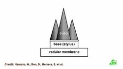 The Mollusk Hiding Rare Minerals in its Teeth Instructional Video