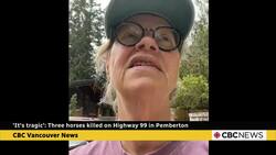 'It's tragic': Three horses killed on Highway 99 in Pemberton News Clip
